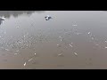 Seagulls in the Surat (Shot taken using Samsung A71)