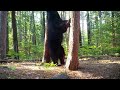 Mitten Trail Cams Ep. 11: A Trail Through the Forest.