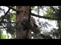 Barred owl having breakfast.