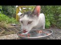 If you feed a mother cat who is desperately protecting her kittens... Impressed cat video.