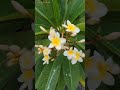 Plumeria flower|Beautiful flowers video|beautiful flowers names.#viral #flowers #garden #viralvideo