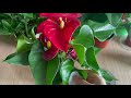 Don't put them away your ANTHURIUM will have many flowers and no pests | Natural Fertilizer