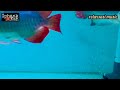 ikan arwana golden Red || relaxsasi music