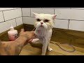 O atendimento mais dificil em um Gato Persa no Pet Shop - Chocada!