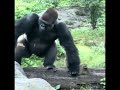 Gorilla 🦍 is tired to be displayed. Aggressive behavior in the Bronx Zoo Please subscribe for more