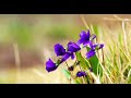 Nature Soothing Relaxing Music