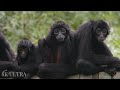 Amazon Animals In 8K ULTRA HD | | Amazon Rainforest