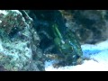 Emerald crab eating