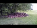 June 4th groundhog on wood pile