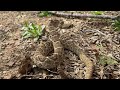 HUGE RATTLESNAKE IN THE WOODS BEHIND MY HOUSE