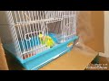 盗み食いするインコ