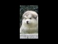 Cute alaskan malamute cute puppies cute dogs with Ghibli Bgm Music 🎶Ghibli Songs have a great moment