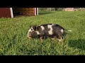 Cute & Funny Baby Goats & Baby Pot Belly Piglet