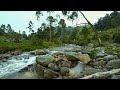 Sounds to sleep: Forget Your Worries: 52 Minutes of Pure Forest River Bliss