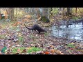 21 days of wildlife activity near a beaver dam