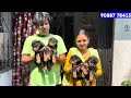 Home Breed Puppies Sell। Rottweiler & Beagle Puppies Sell Low Price। Dog Market Kolkata।
