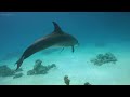 Animals of the Ocean 4K -  Scenic Relaxation Film With Calming Music || Scenic Film Nature