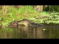 GATOR EATS BOBCAT