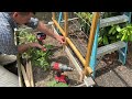 Build a Garden Trellis
