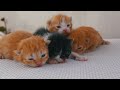 Cute Baby Animals - Explore The World Of Super Beautiful Wild Animals With Peaceful Relaxing Music