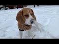 Cute beagle surprised by snow