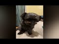 Are Dog Really Hates Being Flipped Off - Funny Dog Reactions | Cool Pets
