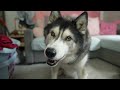 Husky Explains What’s Happened To His Poor Leg!