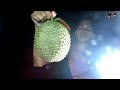 BERBURU BUAH DURIAN DI MALAM HARI PAS MUSIM HUJAN