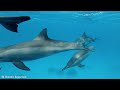 Ocean 4K - Sea Animals for Relaxation,  Relaxing Music | Coral Reefs, Fish& Colorful Sea Life