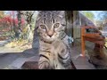 Watch a Kitten Grow Up Before Your Eyes 😻 Missy Turns 1 Year Old!