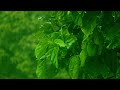 GENTLE RAIN Sounds for Sleeping | Heavy Rain for Sleep, Study and Relaxation