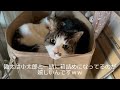 箱詰めを喜ぶ猫がこちらです😺🎁💞こんなお中元はいかがでしょう🤗😻✨🍀💞【月曜・金曜は兄妹猫の担当です😻】(Video Up On Mon.and Fri.）