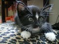 Cutest Tuxedo Kitten Ever [RIP]