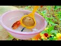 Catch Unique Little Frogs | Catching And Finding A Lot Of Beautiful Baby Koi Fish, Angel Fish#36
