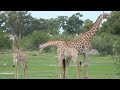 African Wildlife In [4K ULTRA HD] - Soothing Healing Music | Scenic Wildlife Film With Calming Music