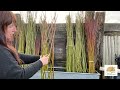 Creating a living willow harlequin tree - Musgrove Willows