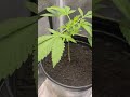 Week 1 Vegetative Stage