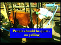 Cattle Behavior and Handling