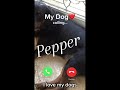 Calling both of my dogs