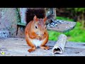 The Squirrel Alice's breakfast time 🐿️🌰🌰💚🩵