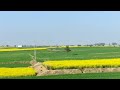 Mustard fields #pakistan #villagelife #landscapephotography #field