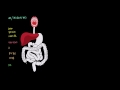 Liver | Gastrointestinal system physiology | NCLEX-RN | Khan Academy