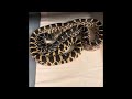 Episode 190 Kankakee Bullsnakes