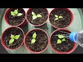 How to grow grapes from seeds - Part 1 (seeds to 75 days old)