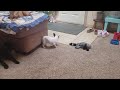 Chihuahua puppy chasing her tail