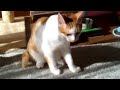 毛繕いする猫①～Grooming cat 1