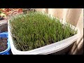 Wheat Grass Time-lapse