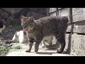 Japan's Cat Island - Incredible!