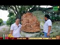 Explore the rare gemstone mine - Enjoy delicious roasted black pork | SAPA TV