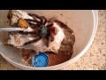 Tarantula Feeding video #3